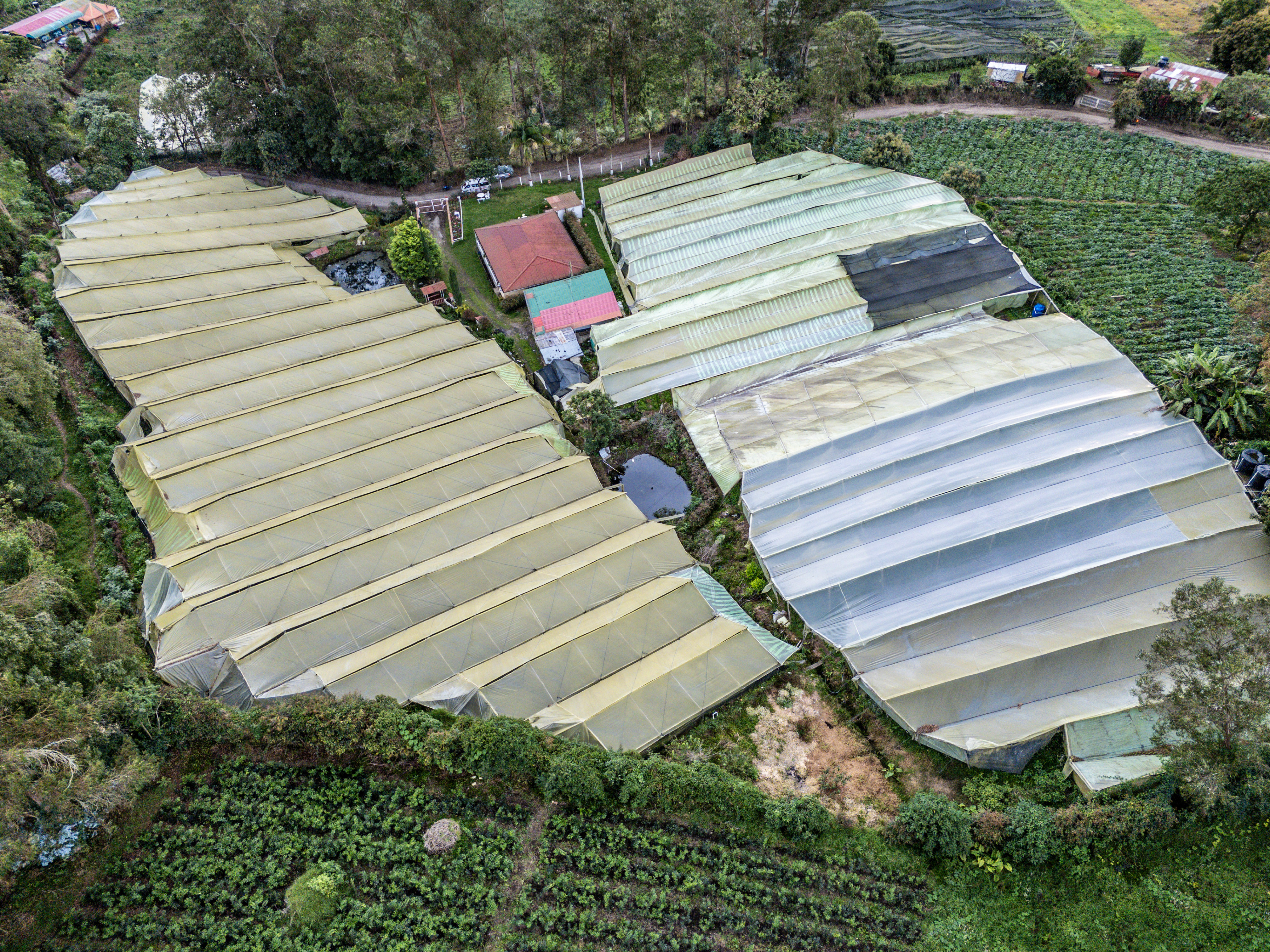 follajes naturales Monteverde